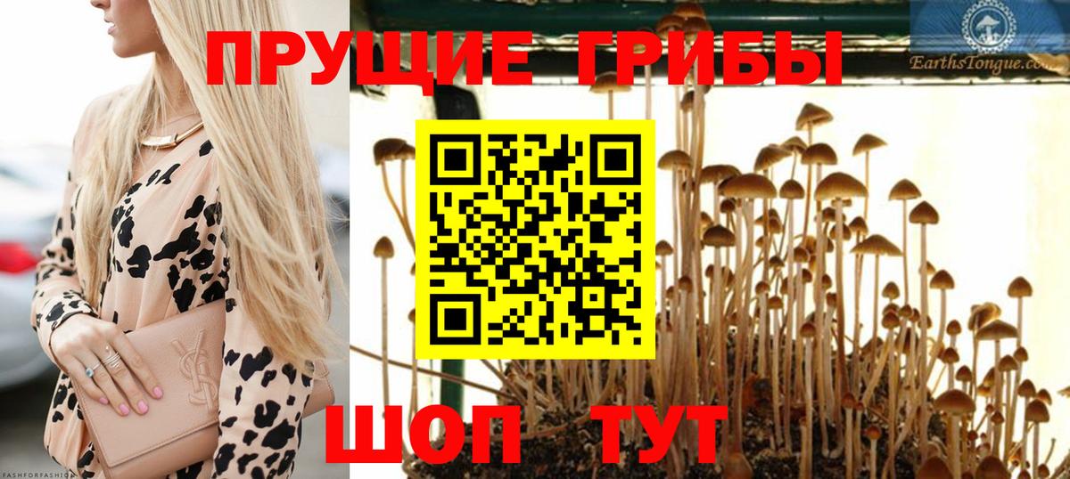 Вологда  Галлюциногенные грибы Magic Shrooms  Псилоцибиновые грибы прущие грибы  Вход с VPN 